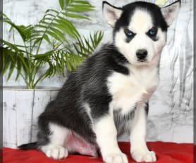 Baby husky for sale cheap