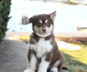 Wolamutes for sale clearance