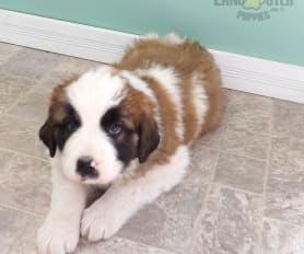 Saint bernard puppies for sale craigslist shop