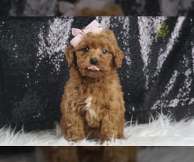 Forest ridge cheap toy poodles