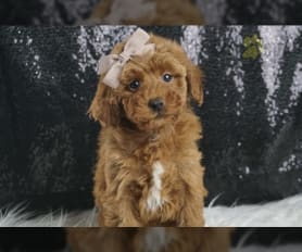 Toy poodles under $500 shop