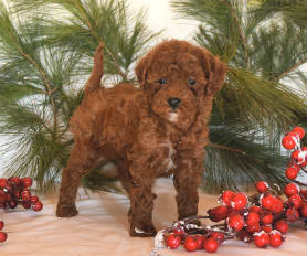 Forest ridge toy poodles top