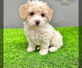 69665 Lancaster Puppies
