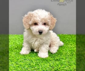 White toy poodle breeders new arrivals