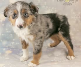 Australian shepherd blue merle for sale near me sales