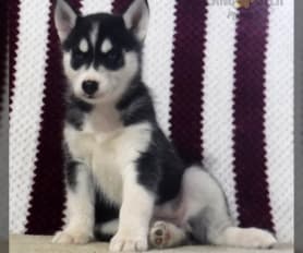 Husky puppies for sale sale under 500
