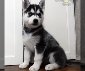Husky puppies for sale under 500 hotsell