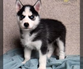 Husky puppies for sale near me under 500 hotsell