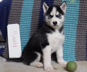 Husky puppies for sale $100 discount