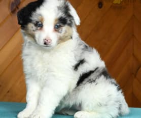 Mini australian shepherd puppies craigslist discount
