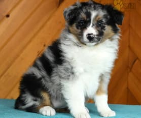 Australian Shepherd Puppies for Sale Lancaster Puppies
