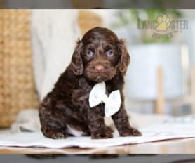Chocolate cockapoo puppies for sale hotsell
