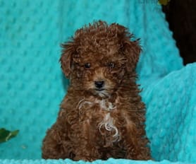 Forest ridge toy poodles top