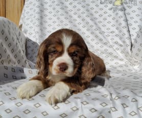 Miller family cocker spaniels hotsell