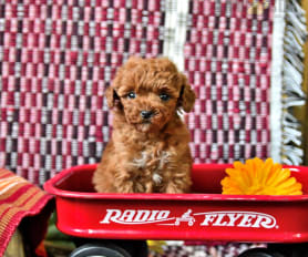 Valley poodles discount