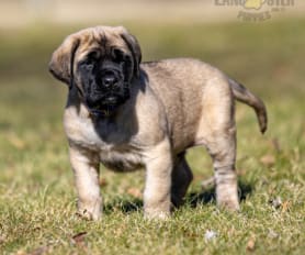 English mastiff for sale clearance