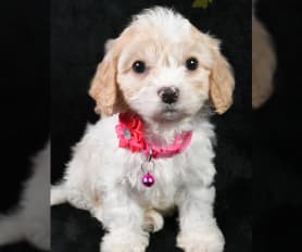 Toy cavachon for clearance sale