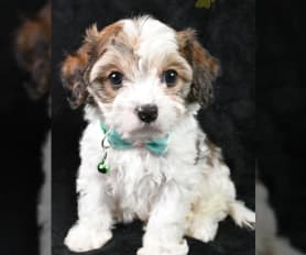 Cavaton puppies for sale near me clearance