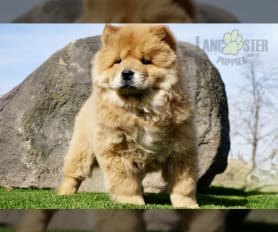 Chow puppies for sale sale