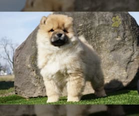 Chow chow puppies for sale near me hotsell