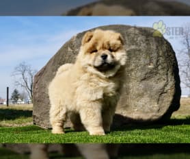Chow chow for sale near me cheap