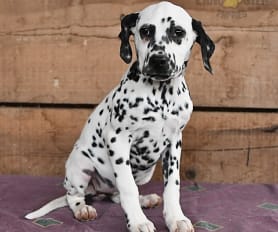 Dalmatian puppies for sale syracuse ny sales