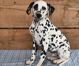 Female dalmatian for sale shop