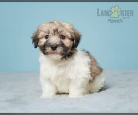 Havanese Puppies for Sale Lancaster Puppies