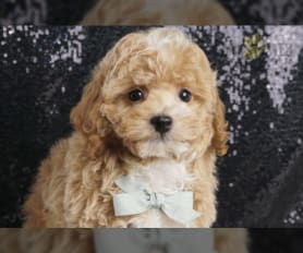 Apricot toy poodle for sale near me hotsell