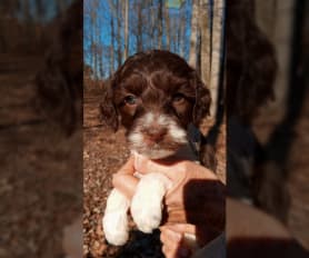 Cockapoo Puppies for Sale Lancaster Puppies