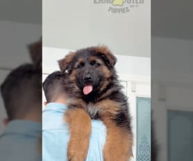 German Shepherd Puppies for Sale Lancaster Puppies
