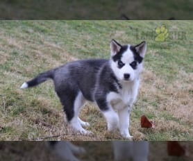 Siberian Husky Puppies for Sale Lancaster Puppies