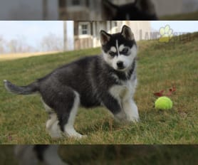 Toy husky price deals
