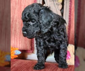 Poodle Miniature Puppies for Sale Lancaster Puppies