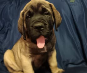 70116 Lancaster Puppies