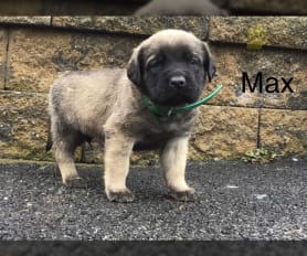 English Mastiff Puppies for Sale Lancaster Puppies