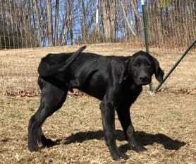 Lebra dog price deals