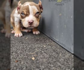 Lilac Tri Color Pocket Bully, American Pocket Bully Breeders