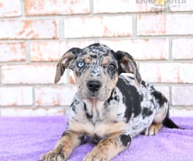 64302 Lancaster Puppies