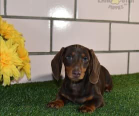 Wiener puppies deals for sale