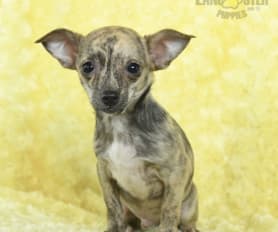 Brindle teacup chihuahua for sale sales