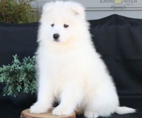 Akc samoyed puppies new arrivals
