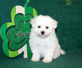 Kc registered bichon frise puppies for sale store