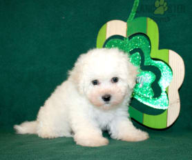 Teacup bichon frise for sale near me clearance