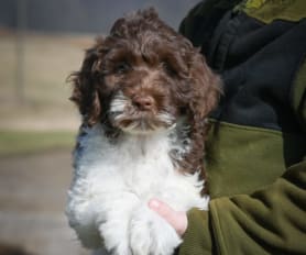 Chinese water cheap dog puppy