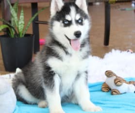 Blue eyed siberian husky puppies for sale outlet