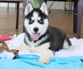Kc registered siberian husky puppies for sale sales