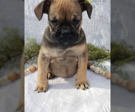 Pug english bulldog mix for sale cheap