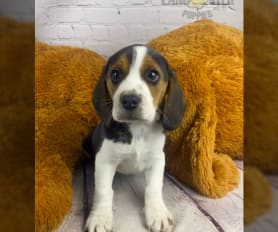 Marcus beagle puppies 2025
