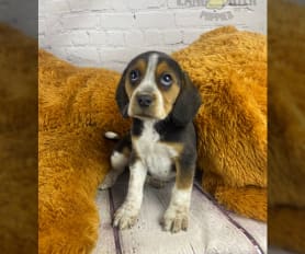 Two akc bluetick beagles sale outlet